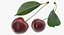 Cherry Collection