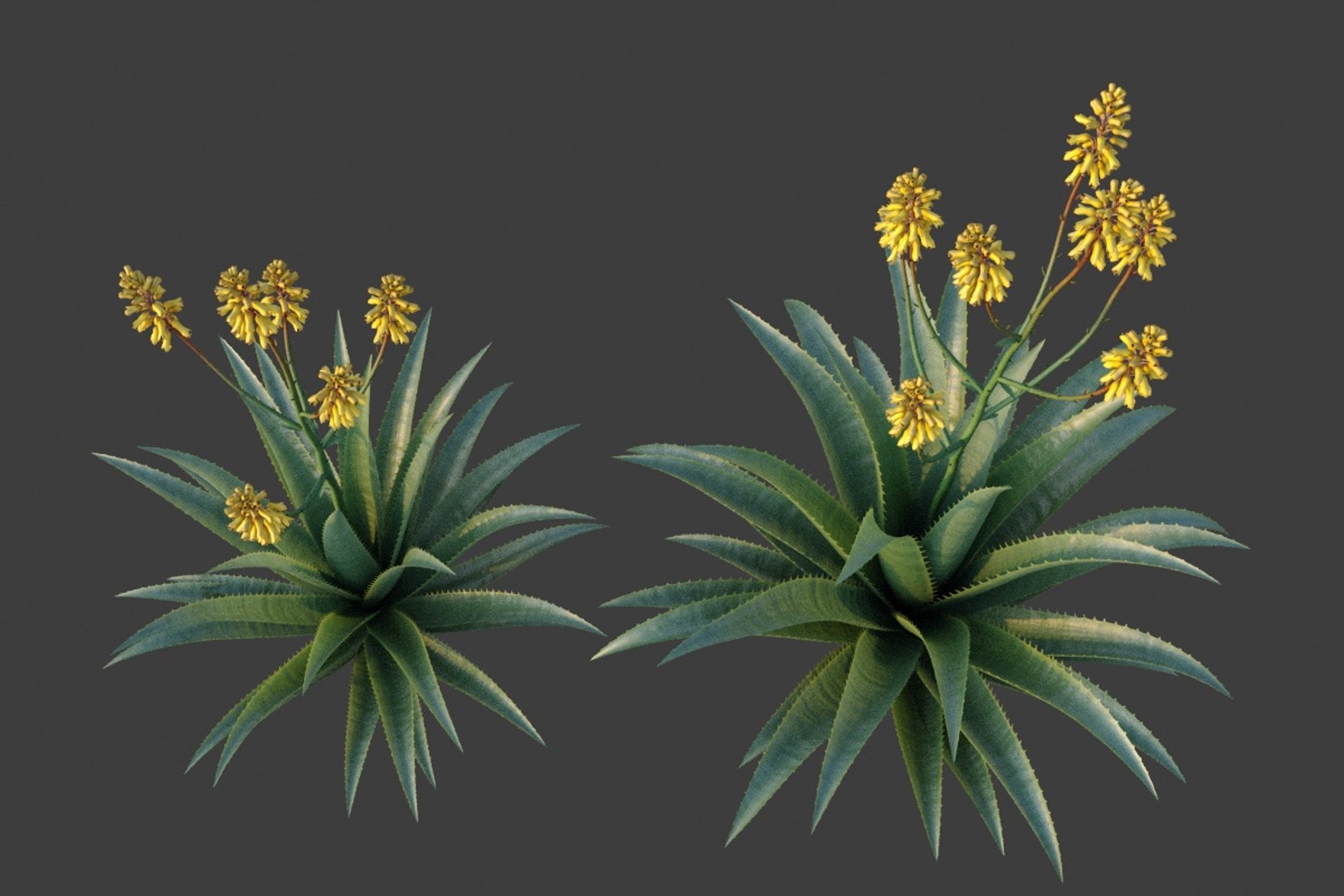 3D model XfrogPlants Aloe Vera - Aloe Barbadensis https://p.turbosquid.com/ts-thumb/kC/ZWnwQX/1D/aloe_barbadensis_03/jpg/1618430053/1920x1080/fit_q87/ec79a67493002c9b16981a686ee5801a2d080f15/aloe_barbadensis_03.jpg