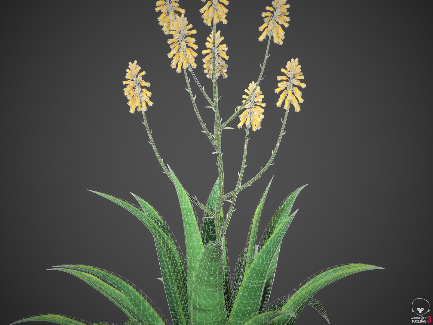 3D model XfrogPlants Aloe Vera - Aloe Barbadensis https://p.turbosquid.com/ts-thumb/kC/ZWnwQX/Dz/screenshot000/png/1618430057/1920x1080/fit_q87/c90e6304c5ec8a6b0d835cbc563b0fbd62b2ffb4/screenshot000.jpg