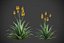 XfrogPlants Aloe Vera - Aloe Barbadensis