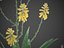 XfrogPlants Aloe Vera - Aloe Barbadensis