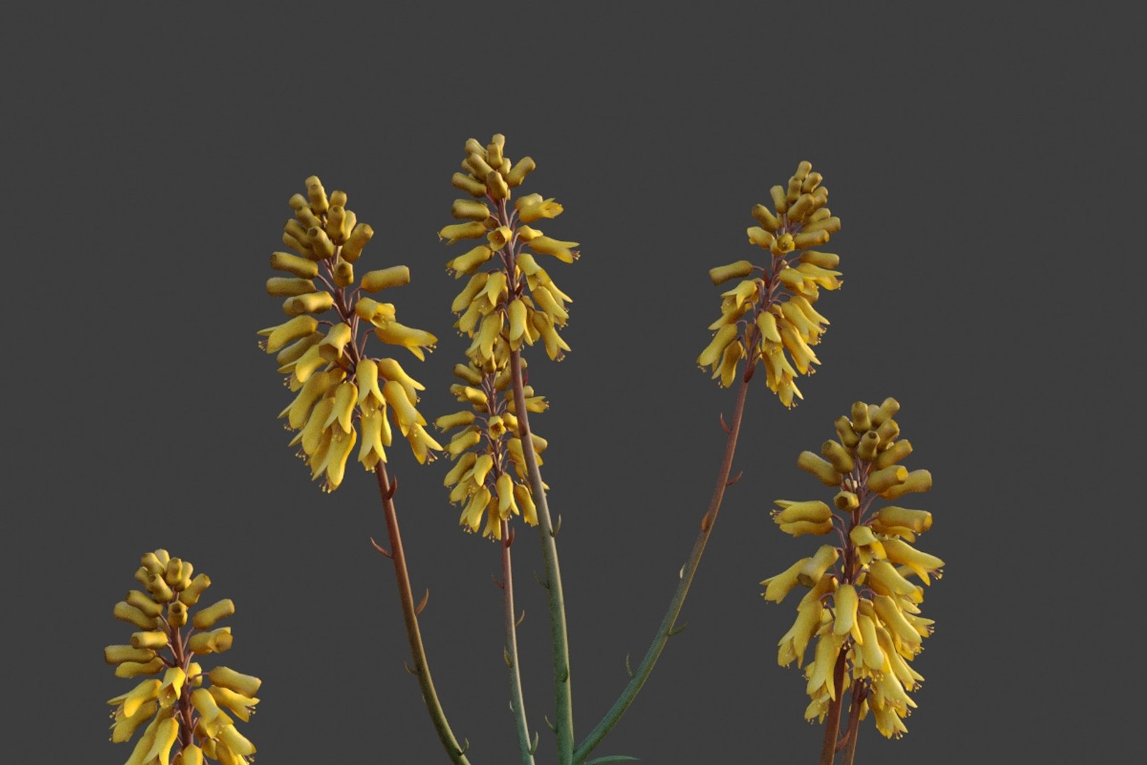 3D model XfrogPlants Aloe Vera - Aloe Barbadensis https://p.turbosquid.com/ts-thumb/kC/ZWnwQX/dG/aloe_barbadensis_02/jpg/1618430052/1920x1080/fit_q87/72397902933124c76f2dcdad34e62417032bdc52/aloe_barbadensis_02.jpg