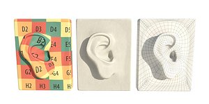 3D Anatomy Figures - Ear