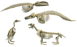 Aquatic Skeletons Collection