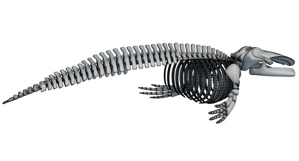 Aquatic skeleton 3D - TurboSquid 1238805