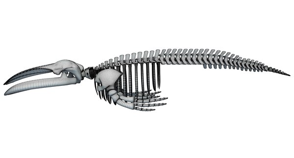 Aquatic skeleton 3D - TurboSquid 1238805