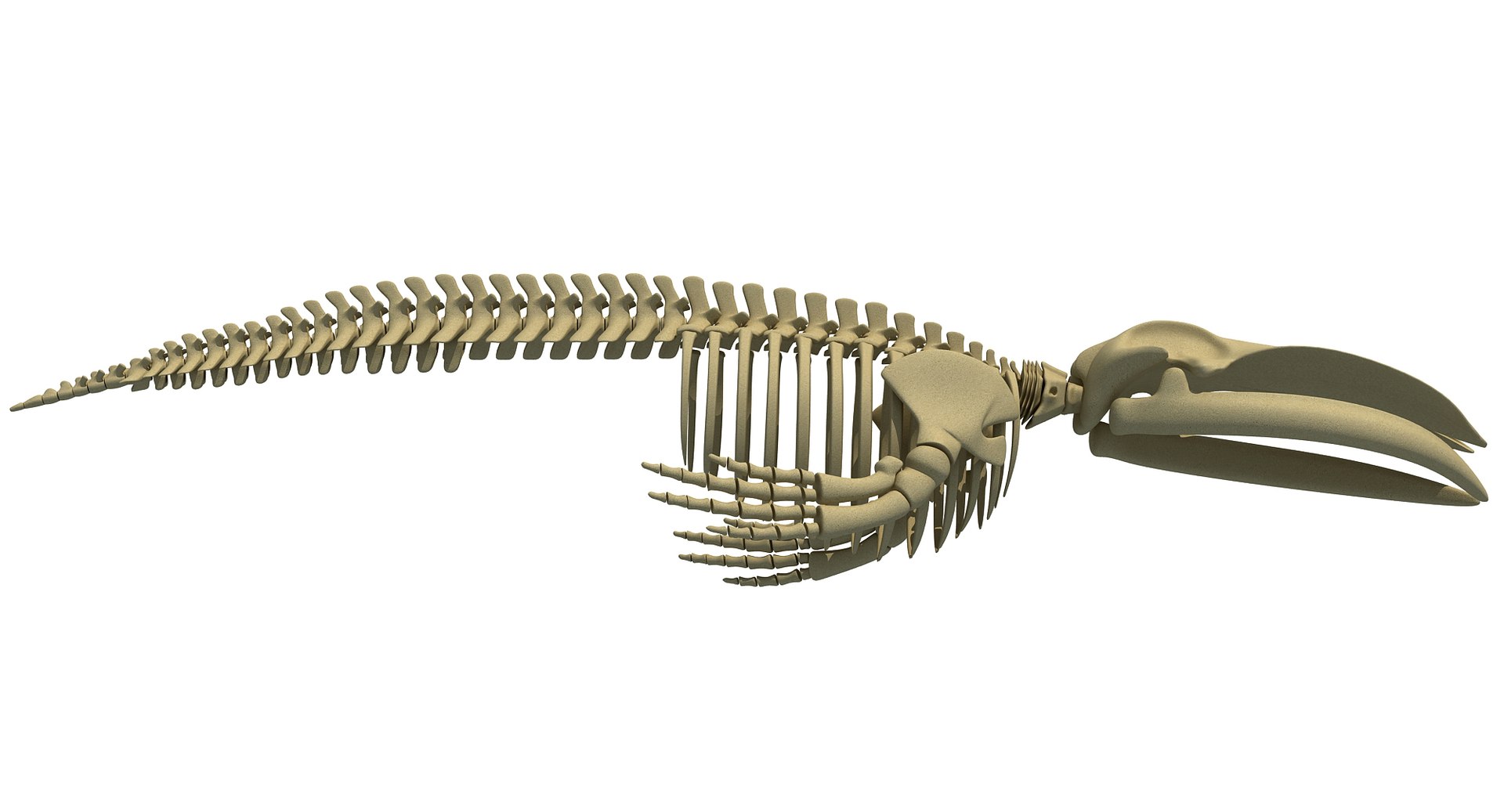 Aquatic Skeleton 3D - TurboSquid 1238805