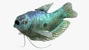 Tropical Gourami Fish Rigged
