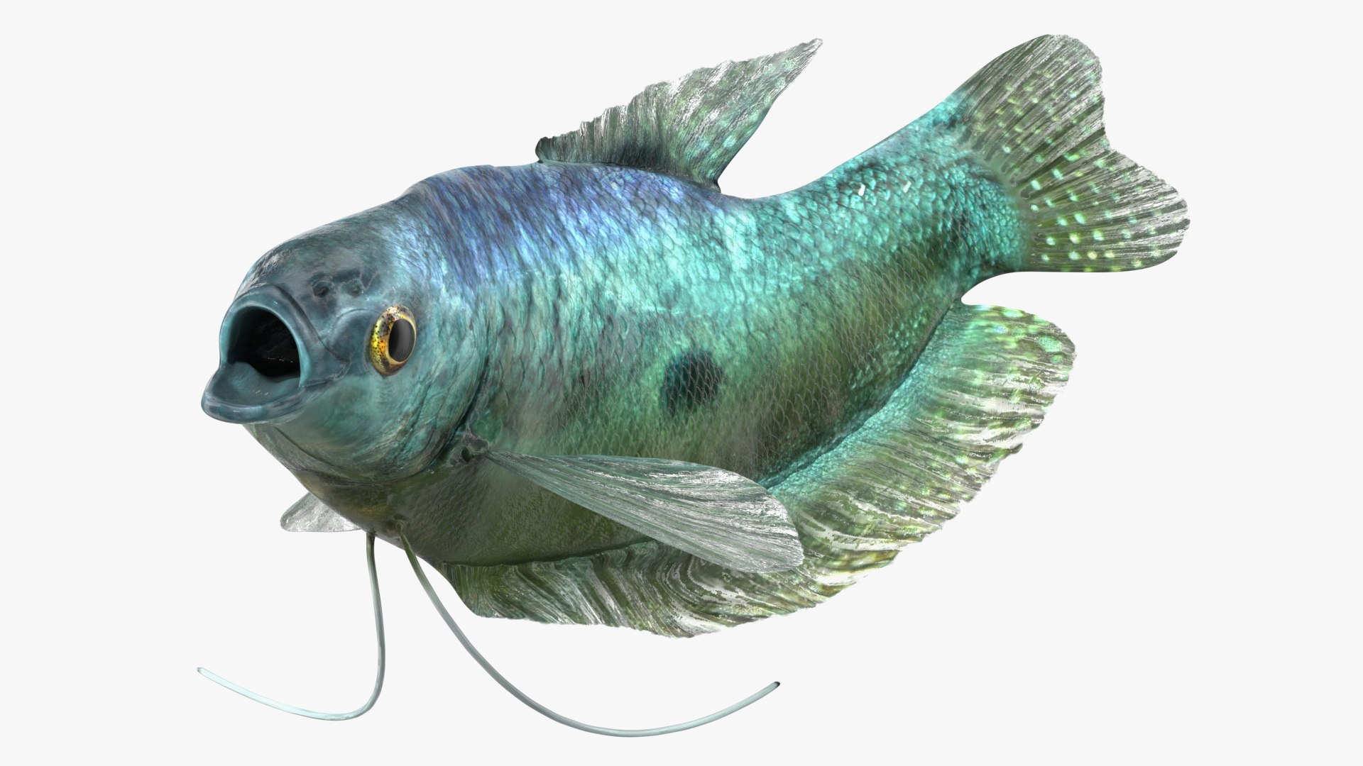 Rigged Freshwater Fish Collection 3D model preview
