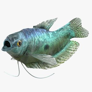 Tropical Gourami Fish Rigged