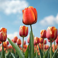 Red Tulip Flower Rigged For Maya