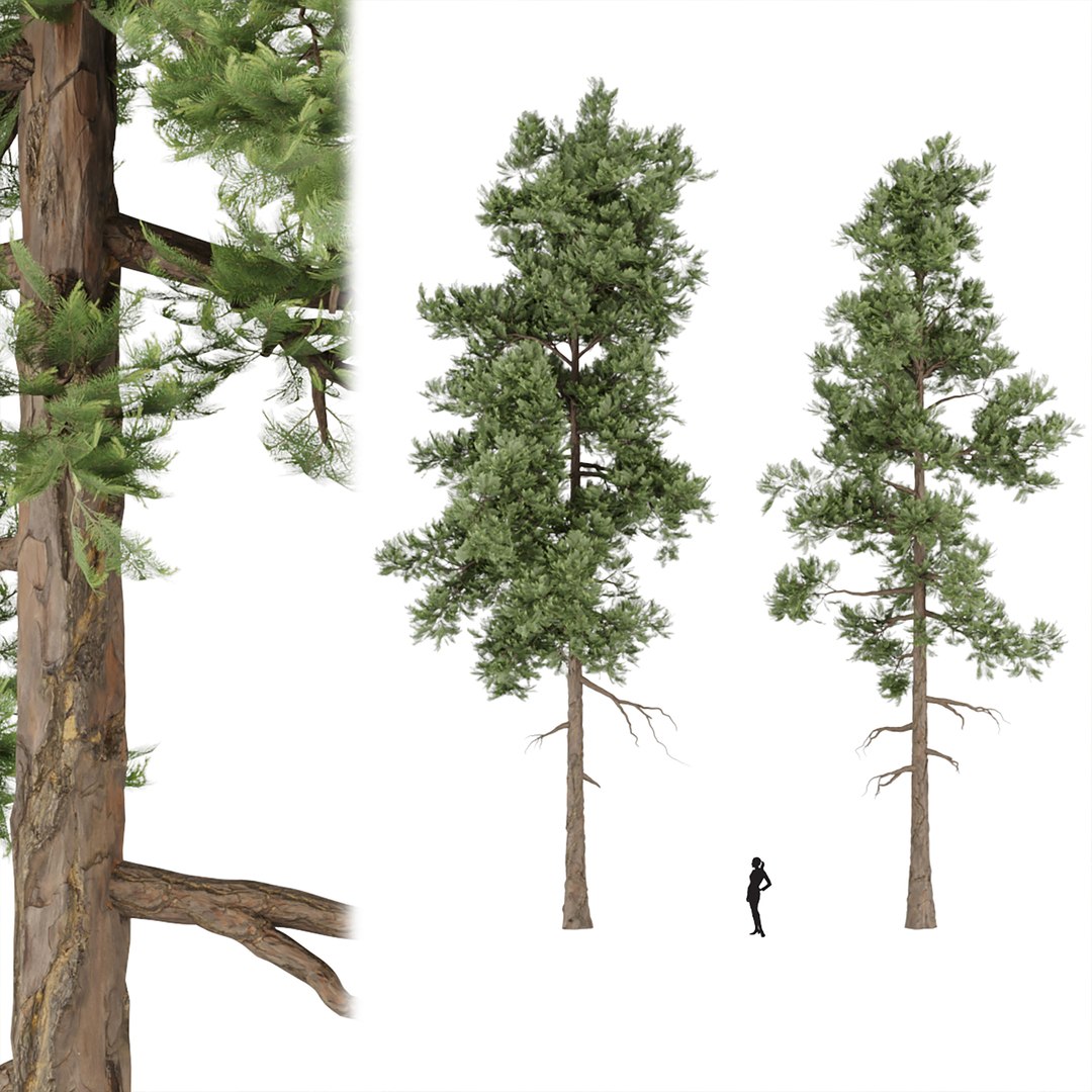 3D Pine Trees Vol 18 - TurboSquid 1947728
