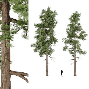 3D pine trees vol 18