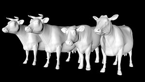 cow female male