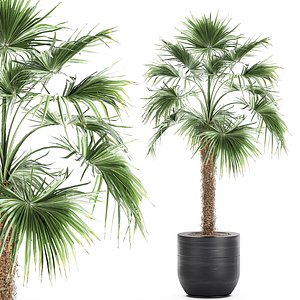 3D decorative palm tree flowerpots