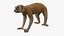 Lemur Slow Loris Rigged