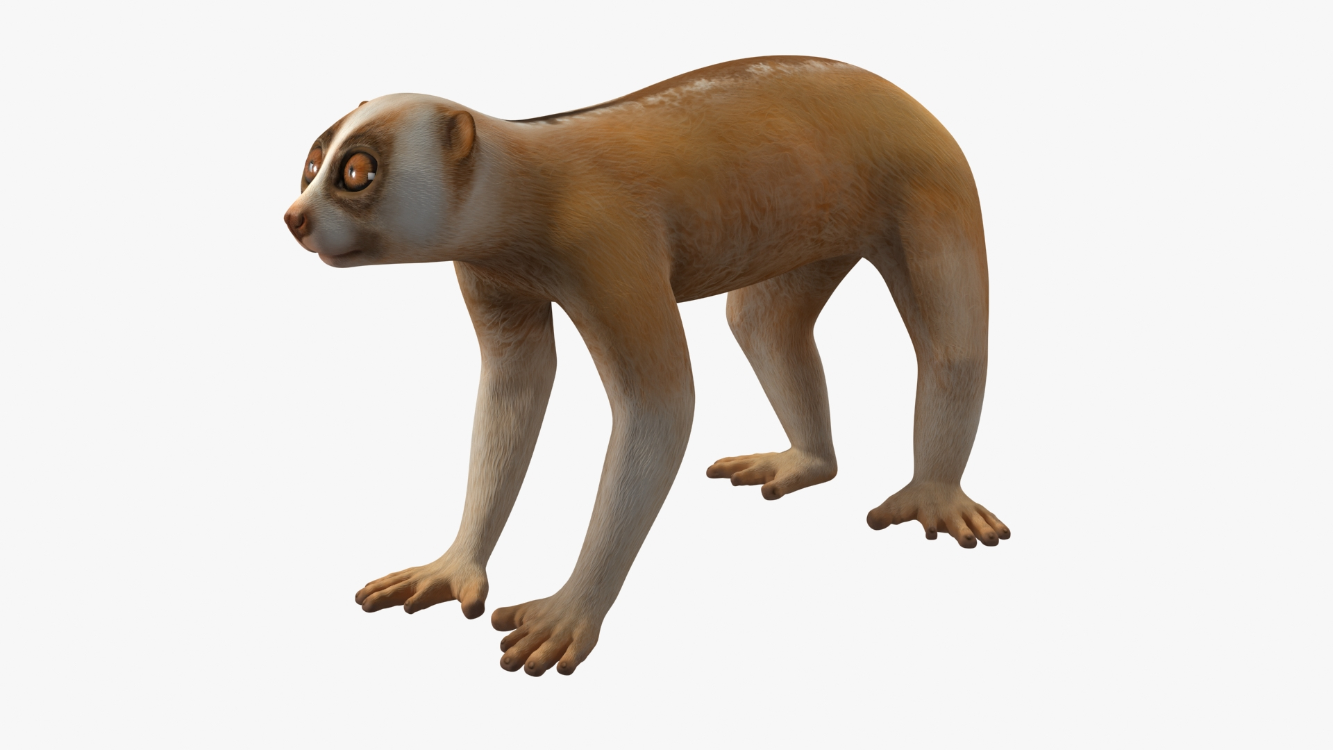 Lemur Slow Loris Rigged 3D model https://p.turbosquid.com/ts-thumb/kD/o79TfS/1d/lemur_slow_loris_rigged_360/jpg/1698466374/1920x1080/turn_fit_q99/35becf33c4bd8684ea0f2ad34cd9f0e988972c1d/lemur_slow_loris_rigged_360-1.jpg