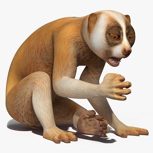 Lemur Slow Loris Rigged