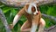 Lemur Slow Loris Rigged