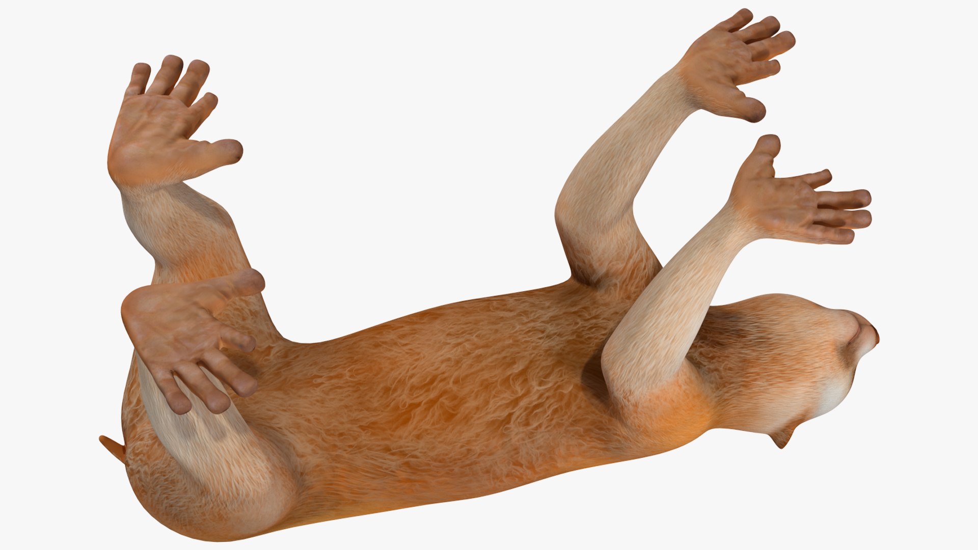 Lemur Slow Loris Rigged 3D model https://p.turbosquid.com/ts-thumb/kD/o79TfS/WY/lemurslowlorisriggedc4dmodel024/jpg/1698467389/1920x1080/fit_q87/09657f7ab84d0a0908378637f5f15dc4f899803c/lemurslowlorisriggedc4dmodel024.jpg