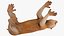 Lemur Slow Loris Rigged