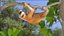 Lemur Slow Loris Rigged