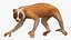 Lemur Slow Loris Rigged
