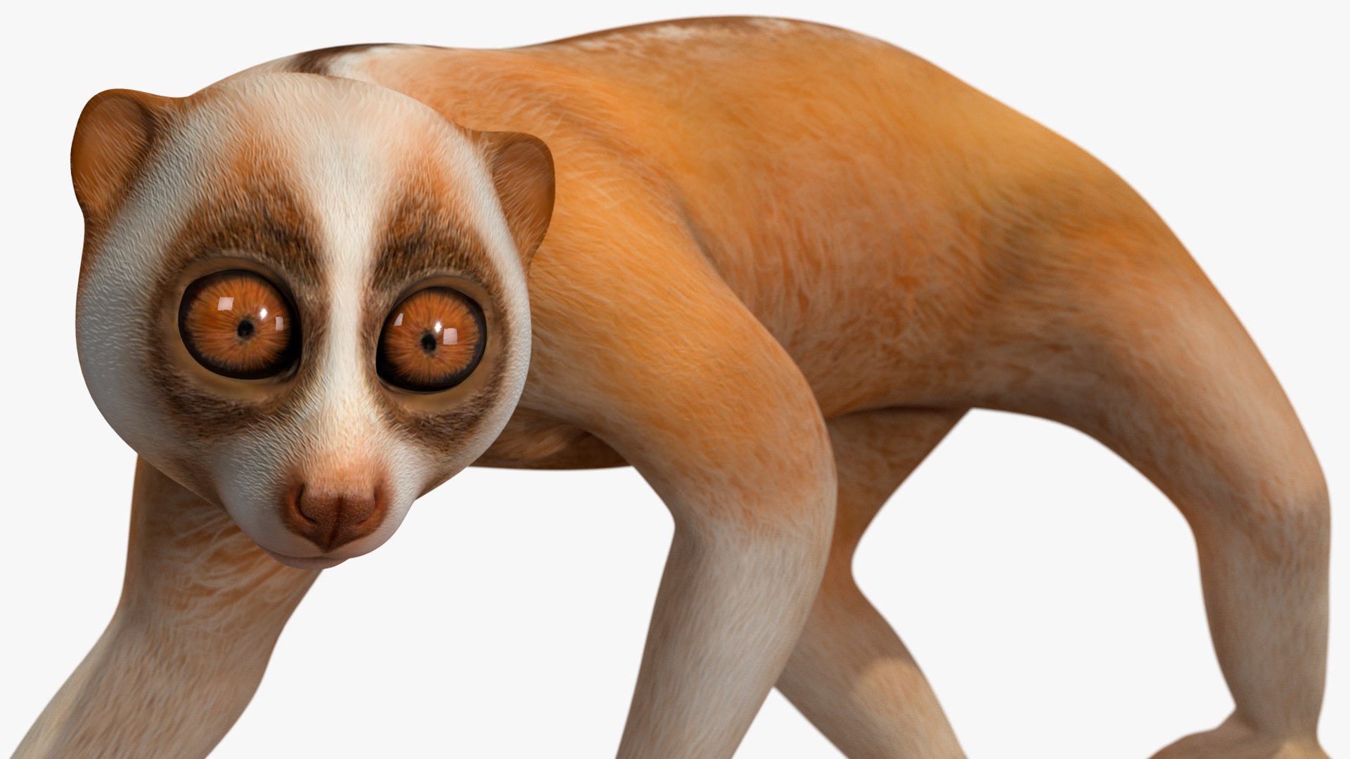 Lemur Slow Loris Rigged 3D model https://p.turbosquid.com/ts-thumb/kD/o79TfS/tb/lemurslowlorisriggedc4dmodel028/jpg/1698467406/1920x1080/fit_q87/782b3cbeaae4cee4e7a4c54c9565dc5857bc5036/lemurslowlorisriggedc4dmodel028.jpg