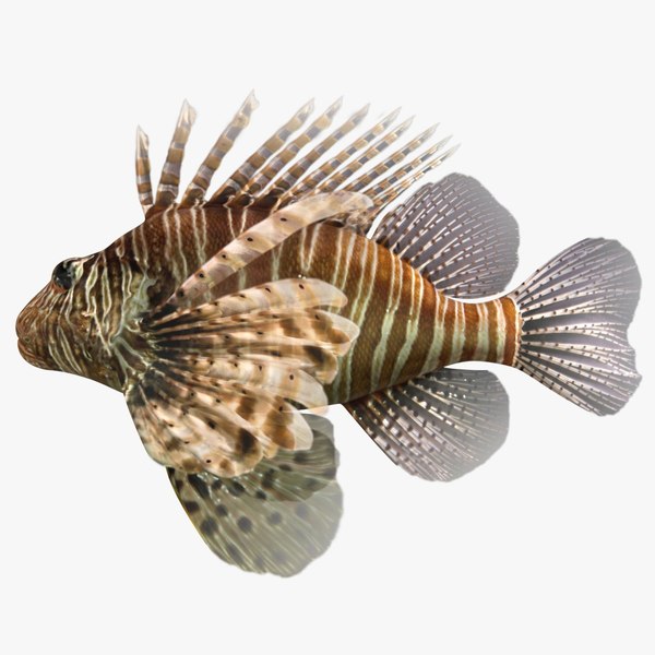 3D lionfish scanline