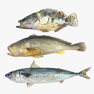 Fish Collection 1