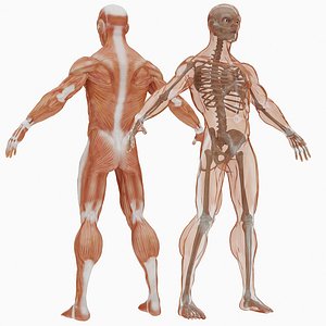 Sleletal and Muscular System Set