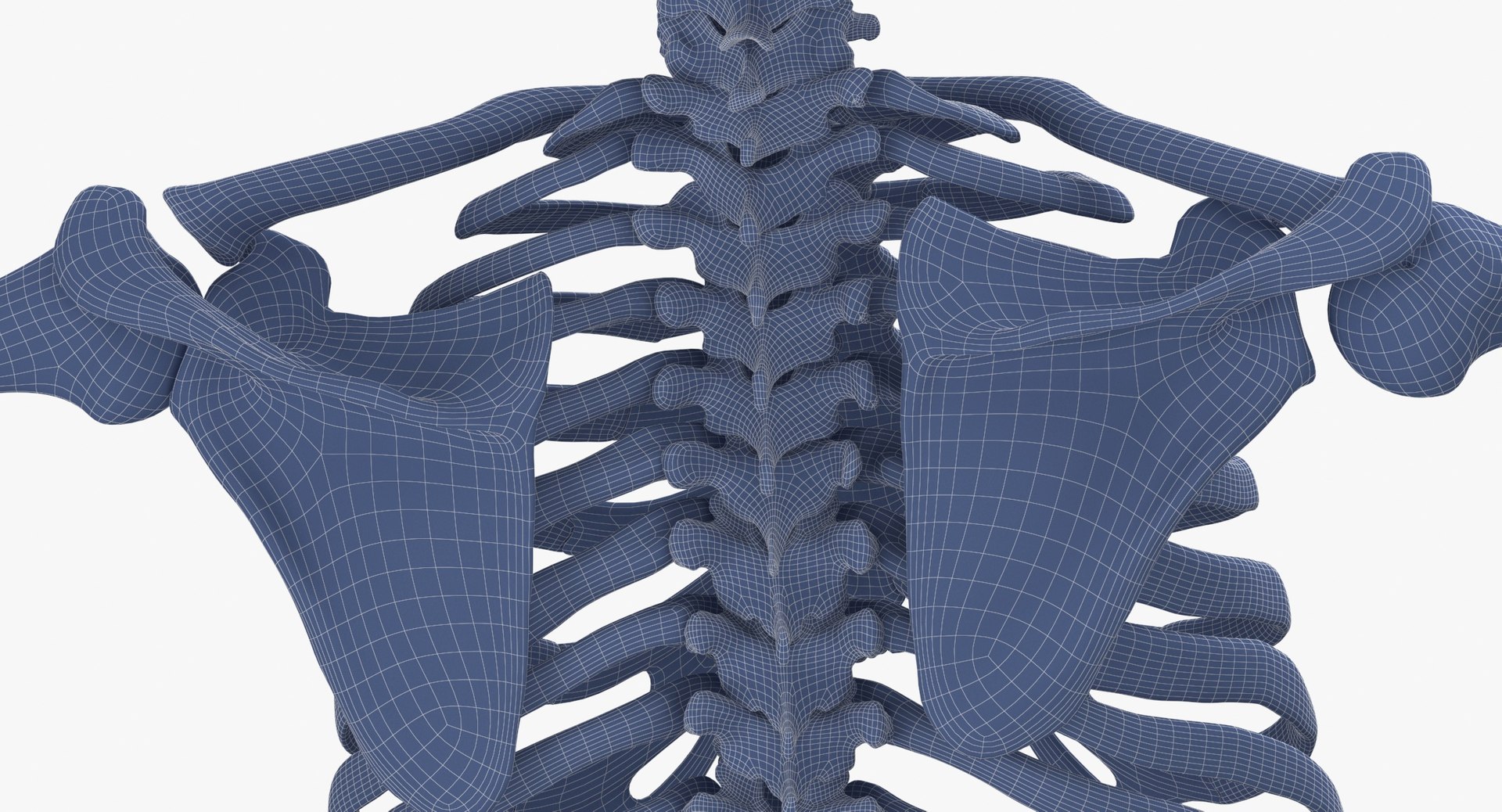 Real Human Female Skeleton Pose 871 3D https://p.turbosquid.com/ts-thumb/kE/TpjI3A/0H/real_human_female_skeleton_pose_87_wireframe_0010/jpg/1639579347/1920x1080/fit_q87/5c01fb5c4b3d72bc15d04477360bc1280c07ea13/real_human_female_skeleton_pose_87_wireframe_0010.jpg