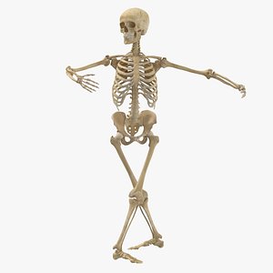Real Human Female Skeleton Pose 871 3D