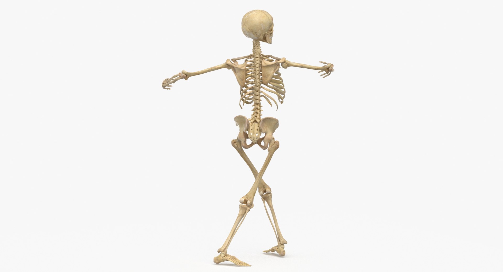 Real Human Female Skeleton Pose 871 3D https://p.turbosquid.com/ts-thumb/kE/TpjI3A/Tk/real_human_female_skeleton_pose_87_thumbnail_0003/jpg/1639579321/1920x1080/fit_q87/07ca878f5e6c8c87570c8966d319a74dc5f63886/real_human_female_skeleton_pose_87_thumbnail_0003.jpg