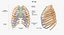 실제 인간 여성 해골 포즈 87