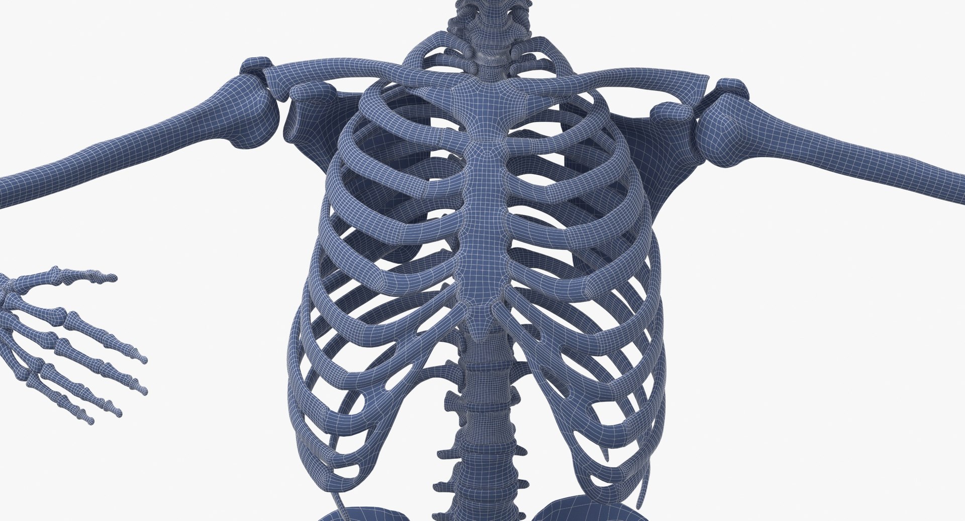 Real Human Female Skeleton Pose 871 3D https://p.turbosquid.com/ts-thumb/kE/TpjI3A/XM/real_human_female_skeleton_pose_87_wireframe_0008/jpg/1639579341/1920x1080/fit_q87/cc60a1d8bc6f2350588c4d3c3c4e015f6803f094/real_human_female_skeleton_pose_87_wireframe_0008.jpg