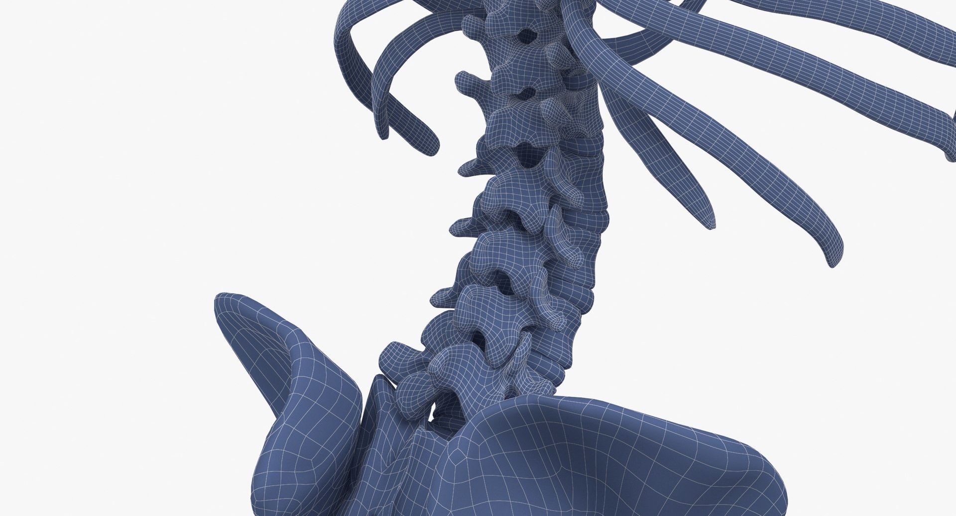 Real Human Female Skeleton Pose 871 3D https://p.turbosquid.com/ts-thumb/kE/TpjI3A/am/real_human_female_skeleton_pose_87_wireframe_0014/jpg/1639579335/1920x1080/fit_q87/a64bf71f6982ea287147d6ea8536ecfcb7122a68/real_human_female_skeleton_pose_87_wireframe_0014.jpg
