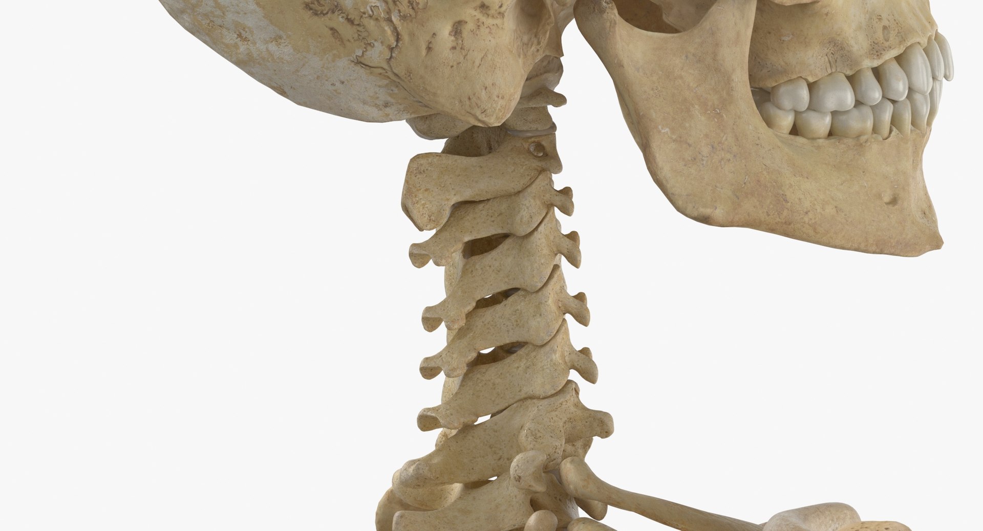 Real Human Female Skeleton Pose 871 3D https://p.turbosquid.com/ts-thumb/kE/TpjI3A/gV/real_human_female_skeleton_pose_87_thumbnail_0007/jpg/1639579324/1920x1080/fit_q87/e6244be49c80fad62252c996ebc3907ae1f7c9ce/real_human_female_skeleton_pose_87_thumbnail_0007.jpg