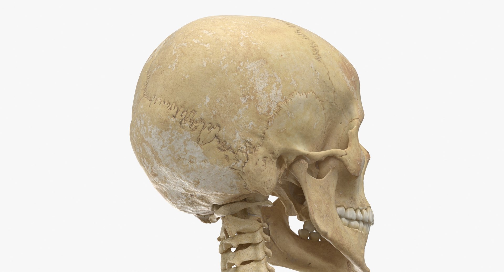 Real Human Female Skeleton Pose 871 3D https://p.turbosquid.com/ts-thumb/kE/TpjI3A/hM/real_human_female_skeleton_pose_87_thumbnail_0006/jpg/1639579325/1920x1080/fit_q87/42f4747964b6dc95ccfb00f8ff5fee1ee4b64efd/real_human_female_skeleton_pose_87_thumbnail_0006.jpg