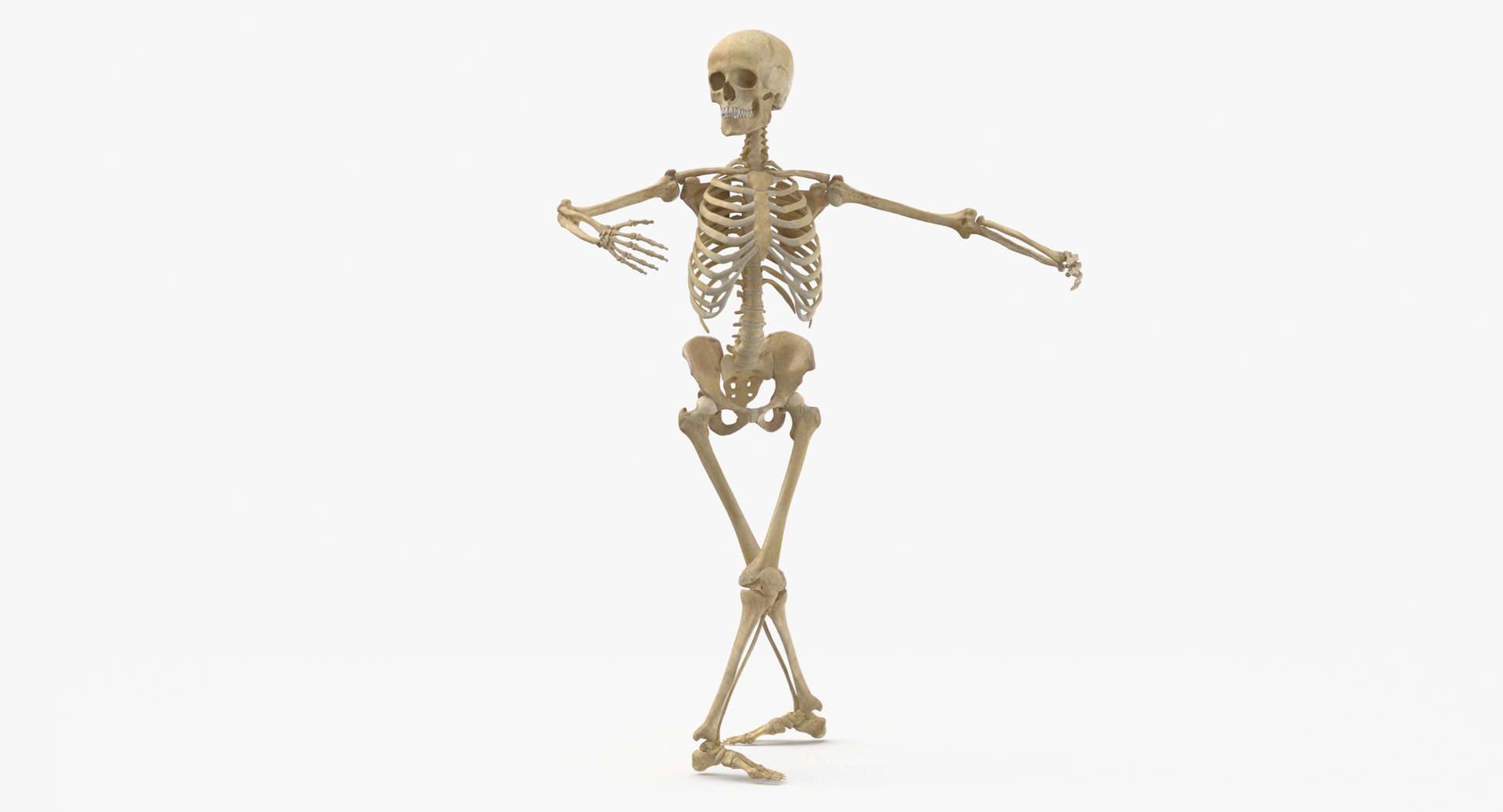 Real Human Female Skeleton Pose 871 3D https://p.turbosquid.com/ts-thumb/kE/TpjI3A/vA/0000/jpg/1639579387/1920x1080/turn_fit_q99/104e4c480be61d5cca54d2d0dcf25633952435d7/0000-1.jpg