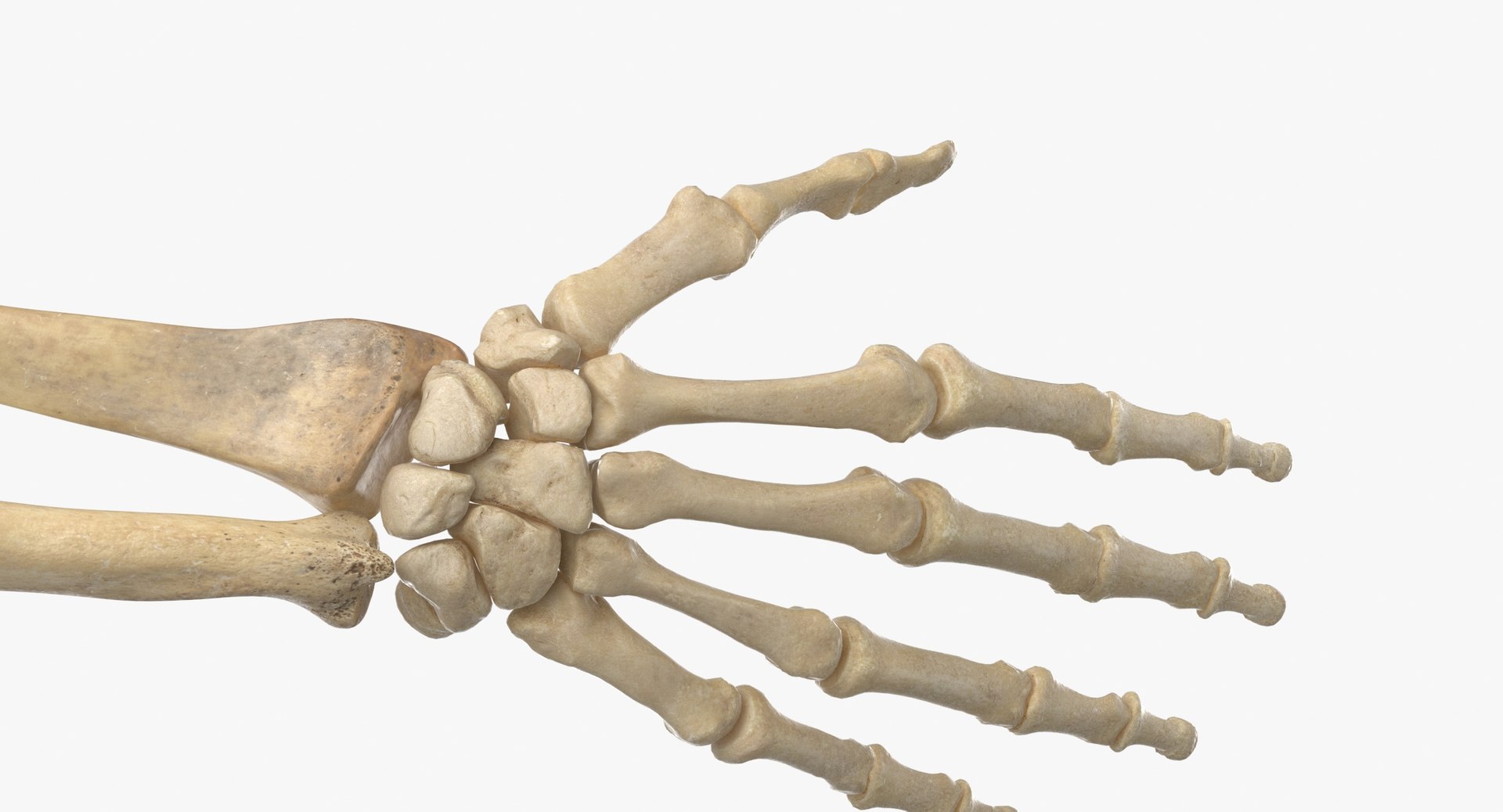 Real Human Female Skeleton Pose 871 3D https://p.turbosquid.com/ts-thumb/kE/TpjI3A/xd/real_human_female_skeleton_pose_87_thumbnail_0013/jpg/1639579323/1920x1080/fit_q87/4fe2428eef6cc9dcbb281707cebf1db432667b1b/real_human_female_skeleton_pose_87_thumbnail_0013.jpg