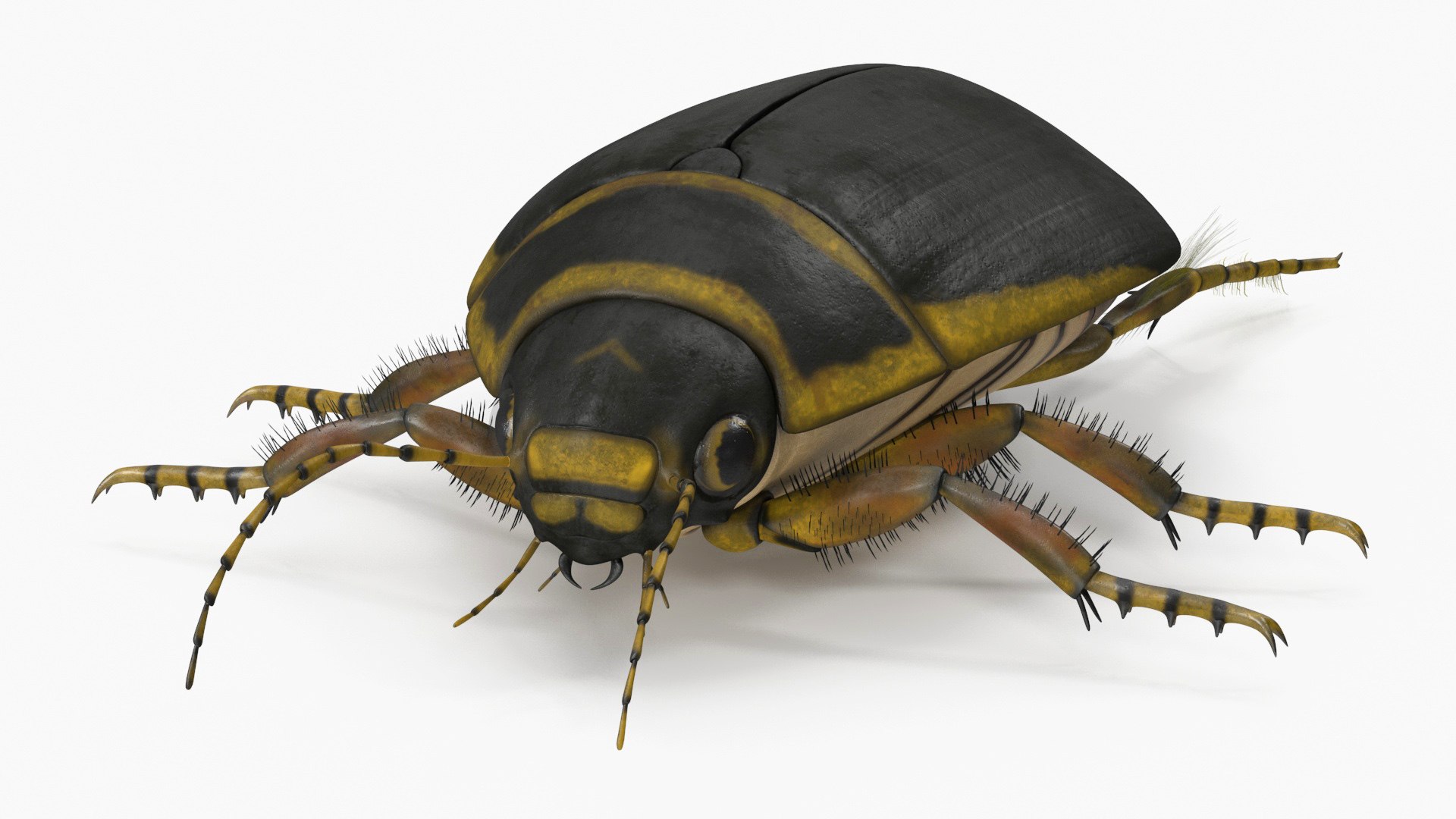 3D Water Beetle Brown https://p.turbosquid.com/ts-thumb/kE/jS5hMO/1c/reproduction__water_beetle_brown_002/jpg/1720521986/1920x1080/fit_q87/fcda006649a26198e27829a147039ba5853bc014/reproduction__water_beetle_brown_002.jpg