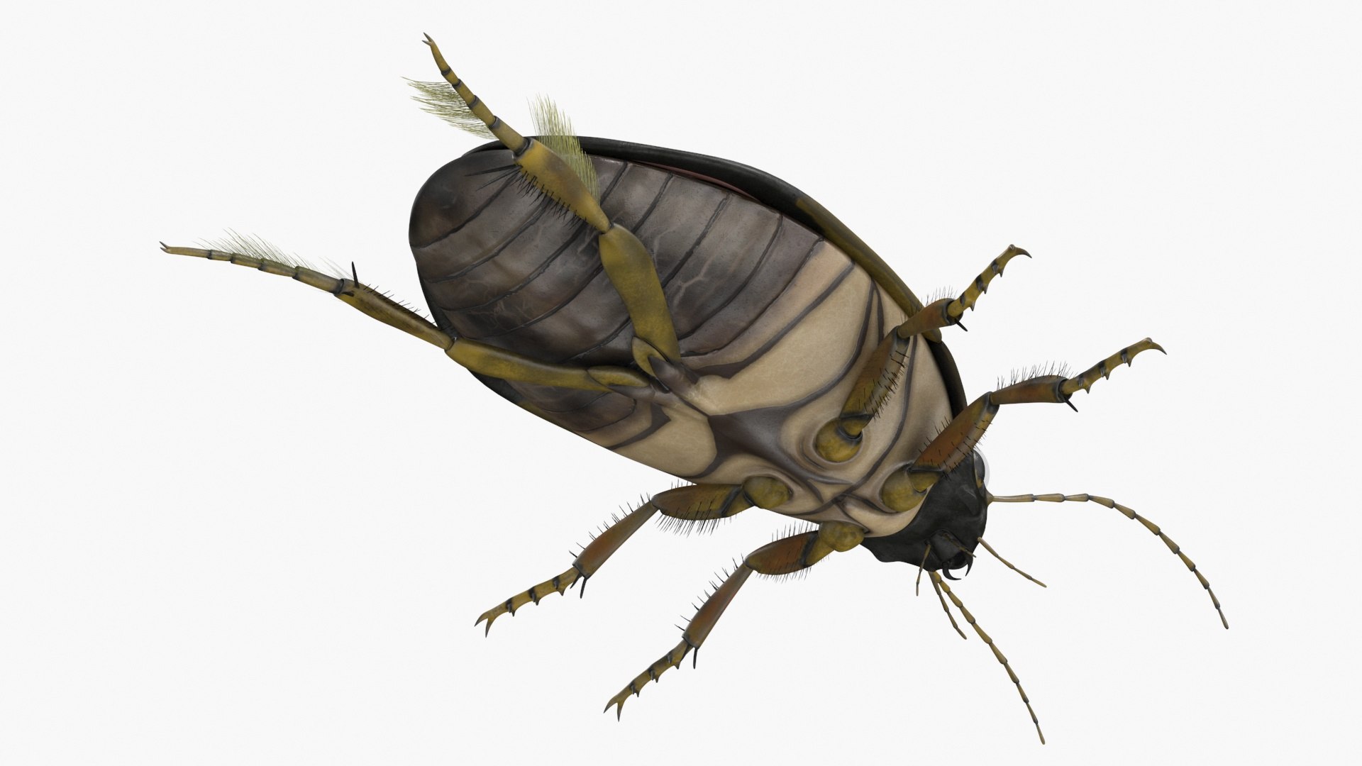 3D Water Beetle Brown https://p.turbosquid.com/ts-thumb/kE/jS5hMO/3P/waterbeetlebrown3dmodel019/jpg/1718270279/1920x1080/fit_q87/36ff0ca0f74bc49cf0a6402dbaa92fe5b883c74b/waterbeetlebrown3dmodel019.jpg