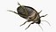 Water Beetle Brown