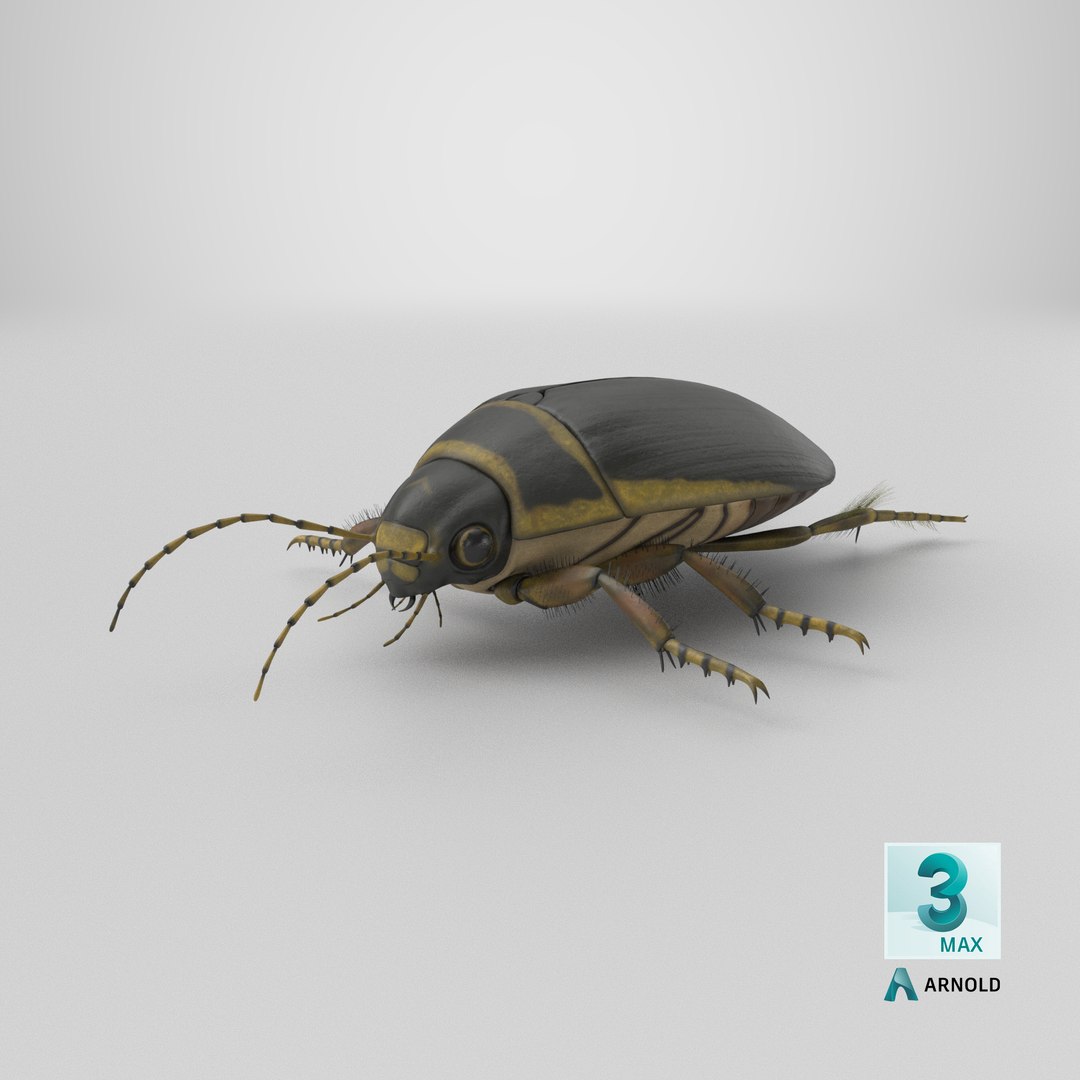 3D Water Beetle Brown https://p.turbosquid.com/ts-thumb/kE/jS5hMO/56/stemcell_max_arnold_render/png/1719593264/1920x1080/fit_q87/12547a47e2495b30b6b55c19831f8fdabb0863c1/stemcell_max_arnold_render.jpg