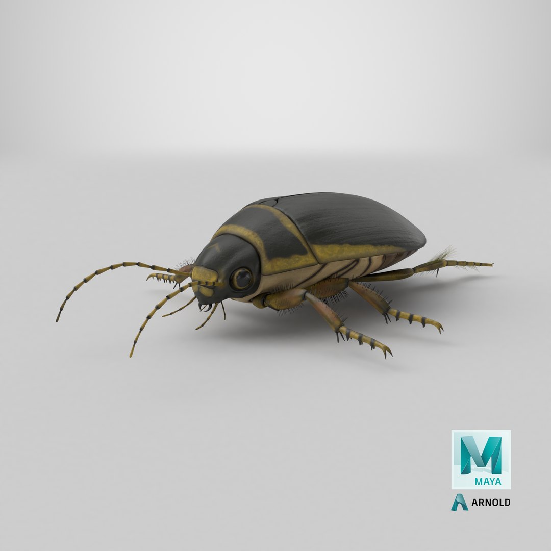 3D Water Beetle Brown https://p.turbosquid.com/ts-thumb/kE/jS5hMO/5g/stemcell_maya_arnold_render/png/1719593252/1920x1080/fit_q87/df8e873ad38e427dd65ff18fad5c258398f51a9f/stemcell_maya_arnold_render.jpg