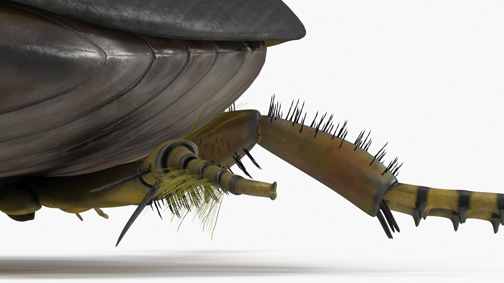 3D Water Beetle Brown https://p.turbosquid.com/ts-thumb/kE/jS5hMO/9s/waterbeetlebrown3dmodel023/jpg/1718270293/1920x1080/fit_q87/c2da23e09d098f1aac2678e052577d49cb87d76e/waterbeetlebrown3dmodel023.jpg