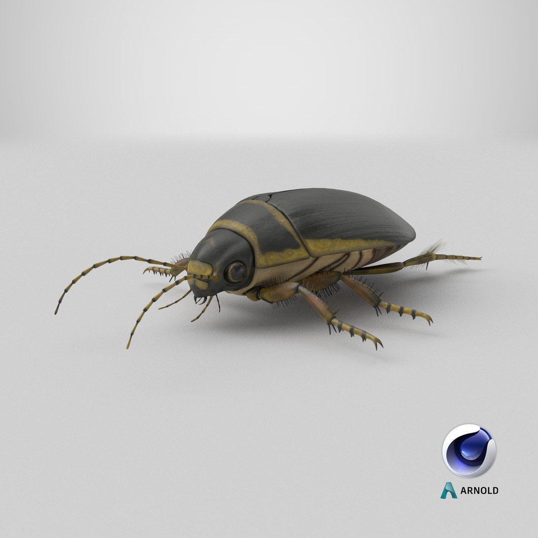 3D Water Beetle Brown https://p.turbosquid.com/ts-thumb/kE/jS5hMO/Hh/stemcell_cinema_4d_arnold_render/png/1719593258/1920x1080/fit_q87/8f18f997f2c1bac5afac0672b9a4b8afd67735fb/stemcell_cinema_4d_arnold_render.jpg