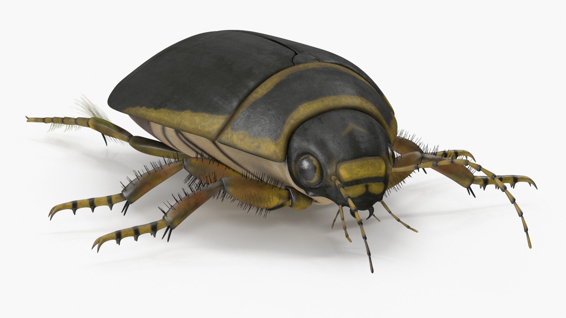 3D Water Beetle Brown https://p.turbosquid.com/ts-thumb/kE/jS5hMO/Nf/waterbeetlebrown3dmodel014/jpg/1718270264/1920x1080/fit_q87/3eef90e8fa9e3d4a1fff27424bfcb65e568221ee/waterbeetlebrown3dmodel014.jpg