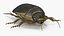 Water Beetle Brown